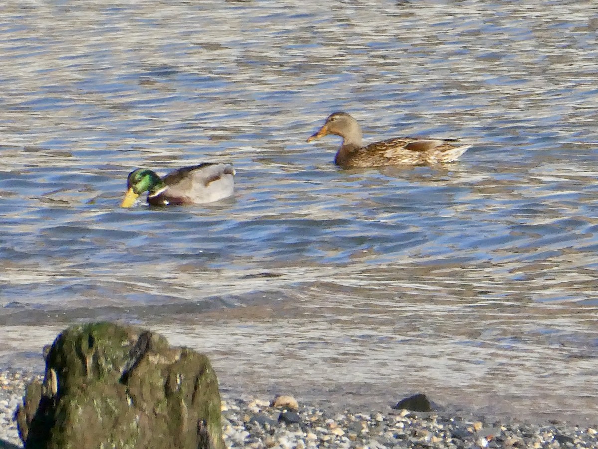 Крижень звичайний - ML646862351