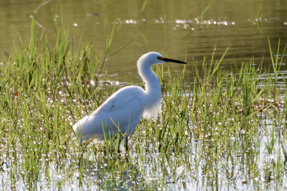 Чепура американська - ML646862354