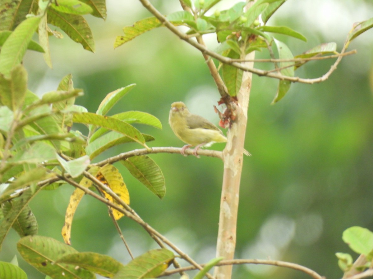 Віреончик оливковий - ML646862355