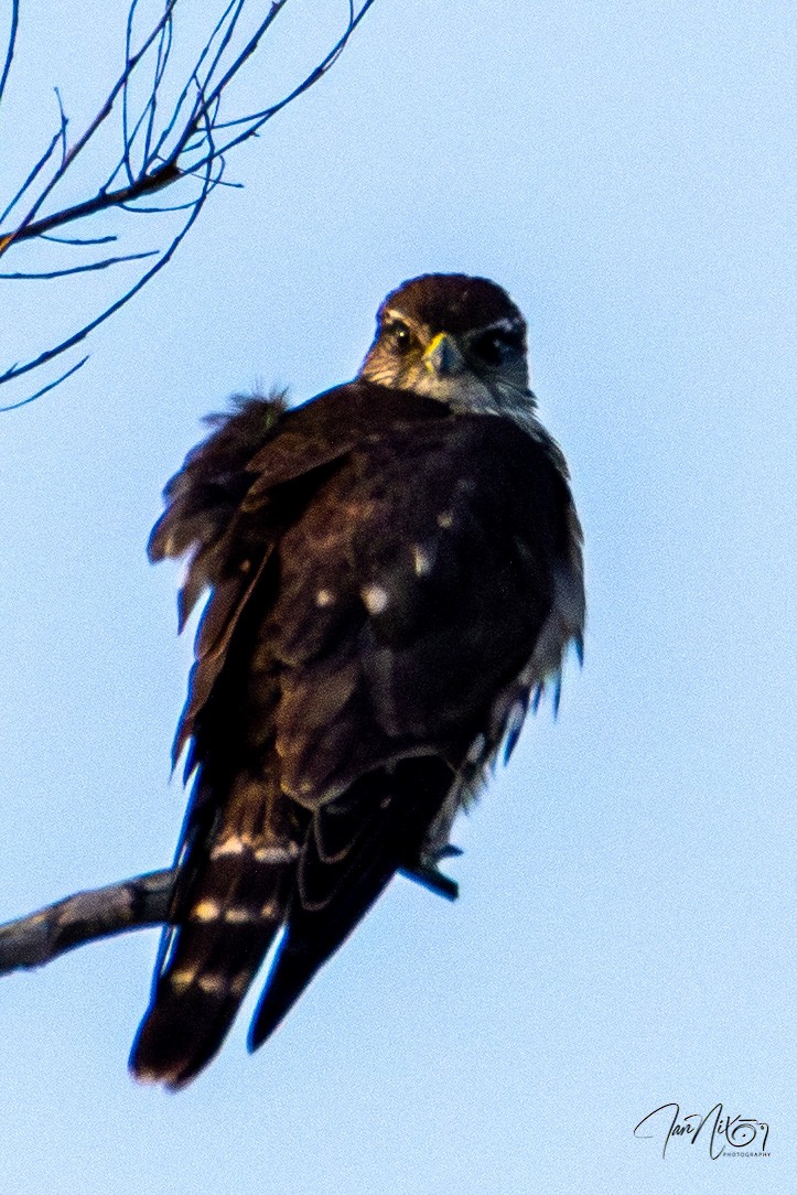 Підсоколик малий - ML646862357