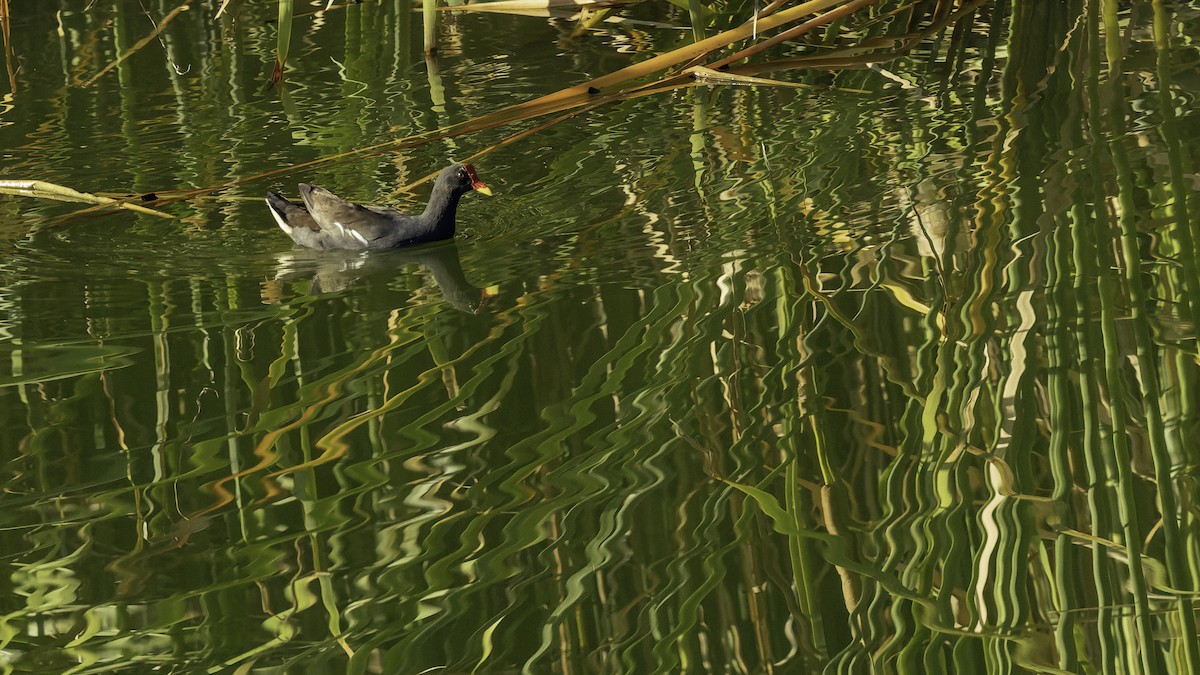 Курочка водяна - ML646862358