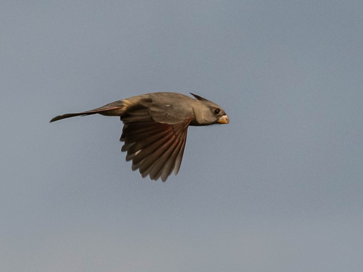 Cardenal Pardo - ML646862373