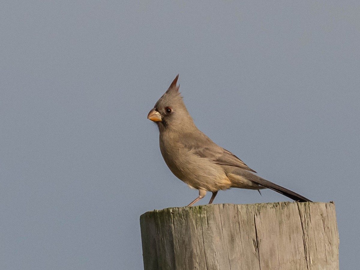 Cardenal Pardo - ML646862375