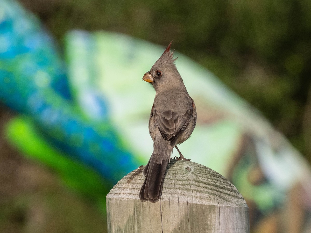 Cardenal Pardo - ML646862376