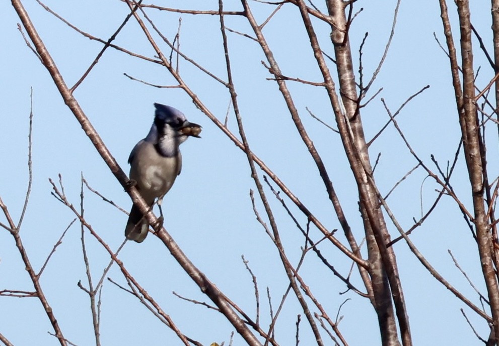 Сизойка блакитна - ML646862378