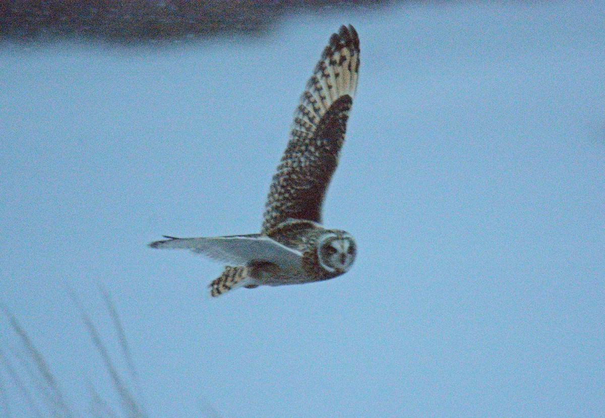 ינשוף שדות (צפוני) - ML646862380