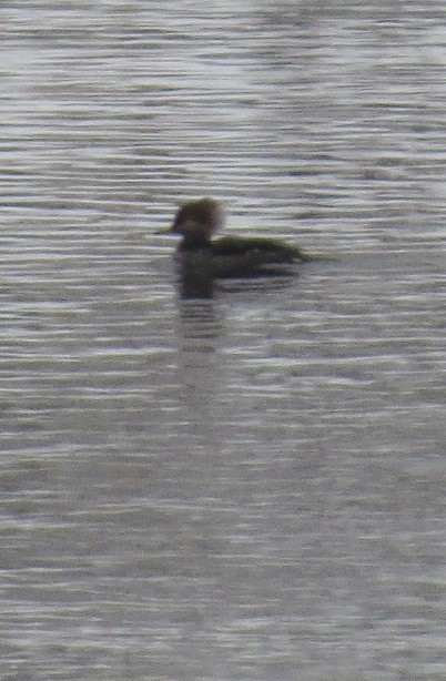 hjelmfiskand - ML646862382