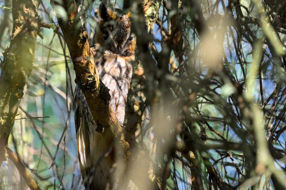 hornugle - ML646862384