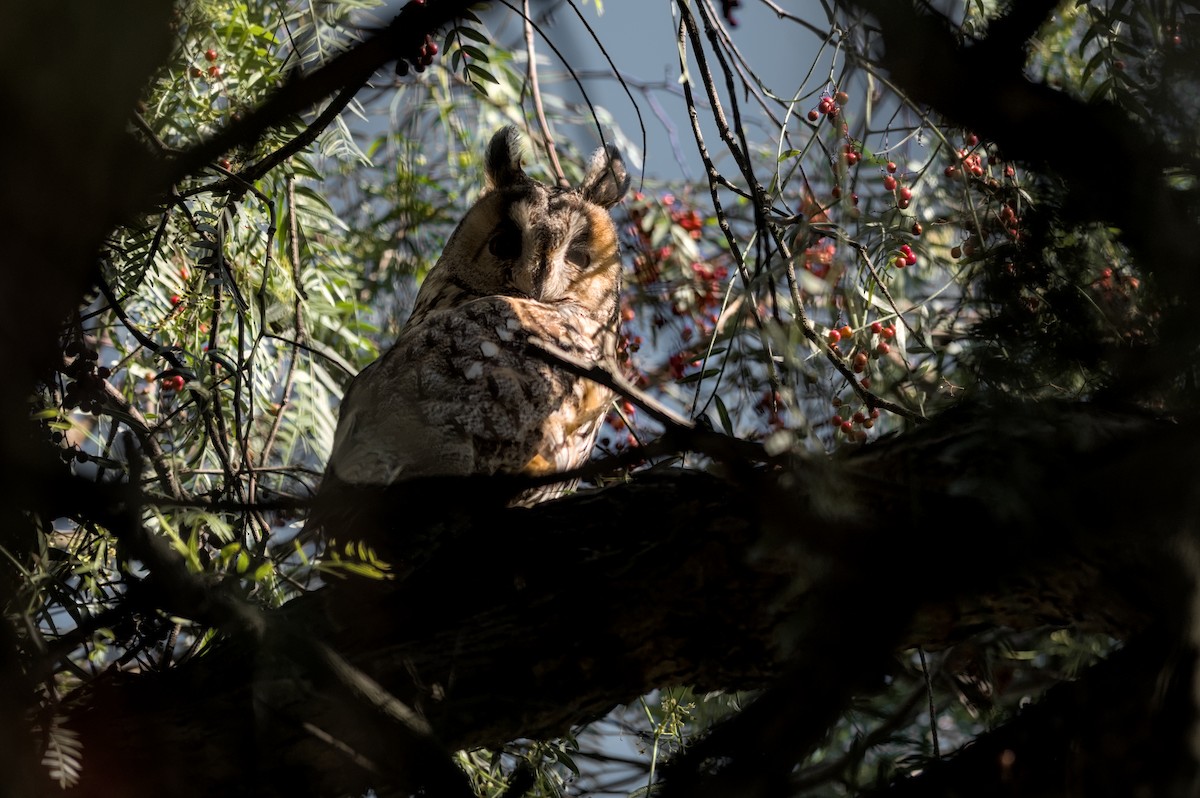 hornugle - ML646862385