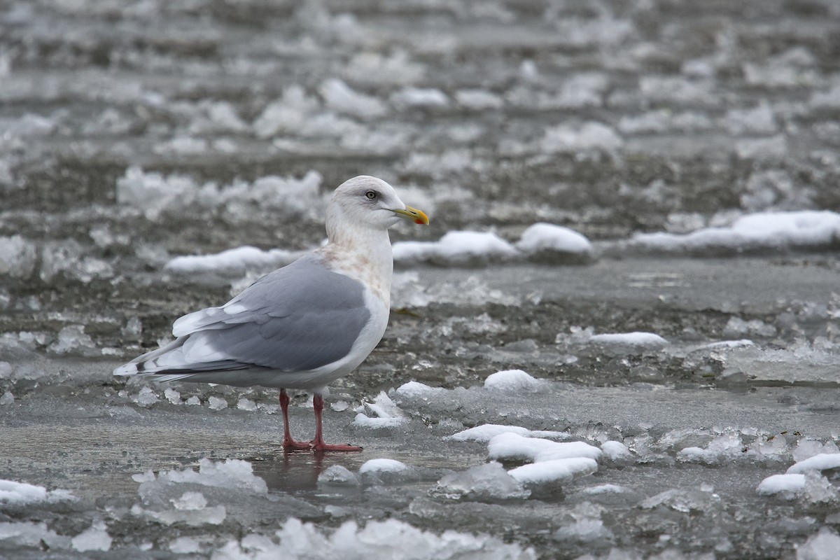 racek polární (ssp. kumlieni) - ML646862392