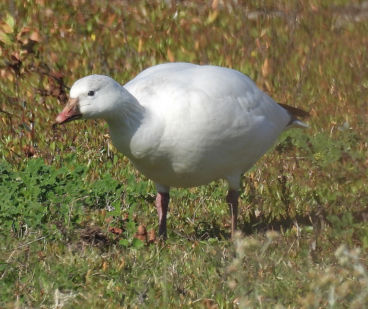 Ross's Goose - ML646862393