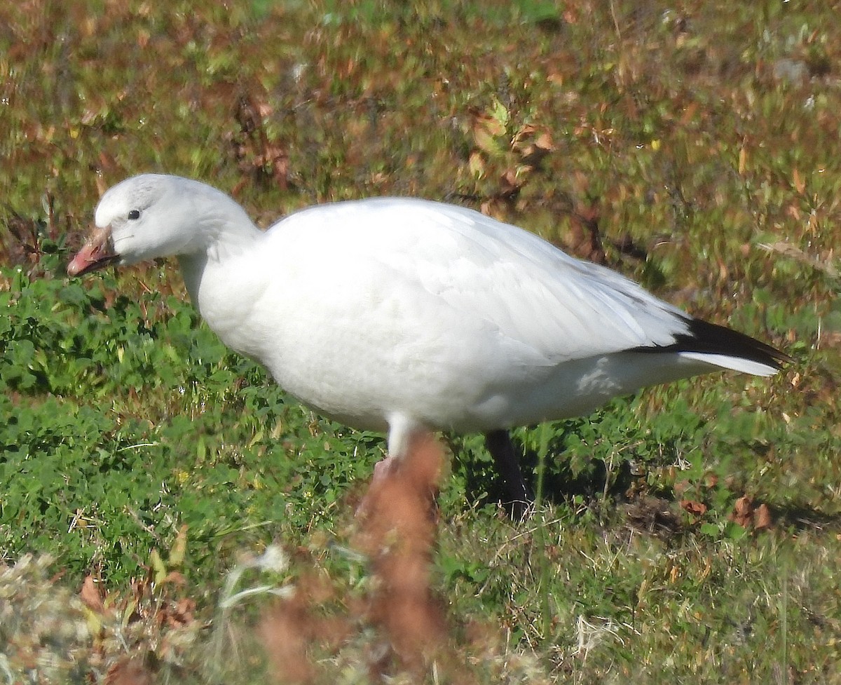 Ross's Goose - ML646862394