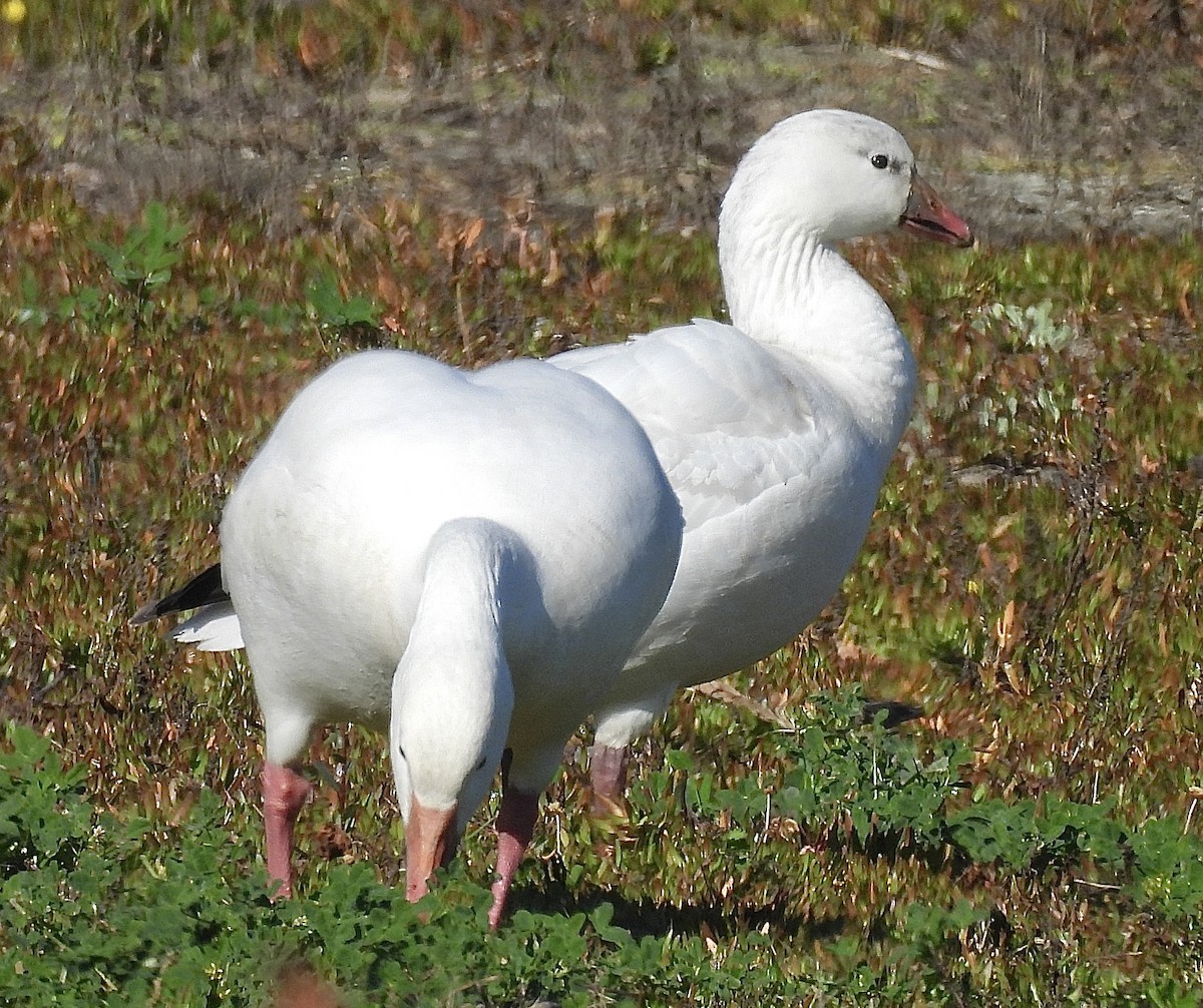 Ross's Goose - ML646862395
