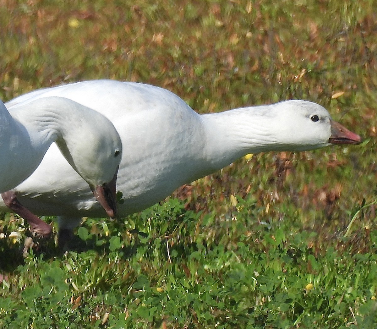 Ross's Goose - ML646862396