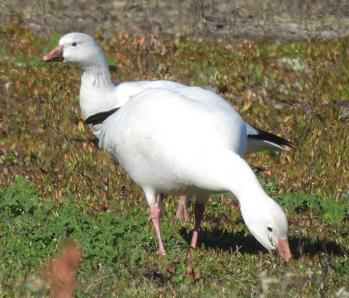 Ross's Goose - ML646862397