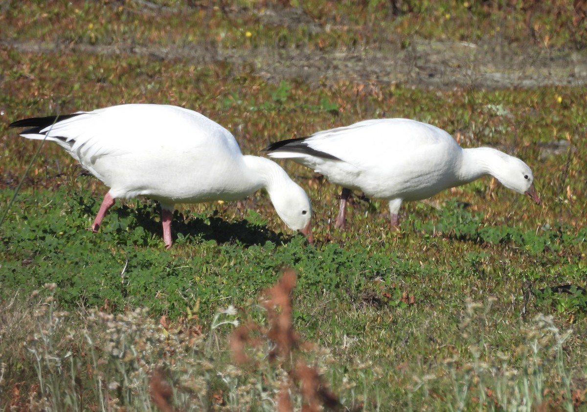 Ross's Goose - ML646862398