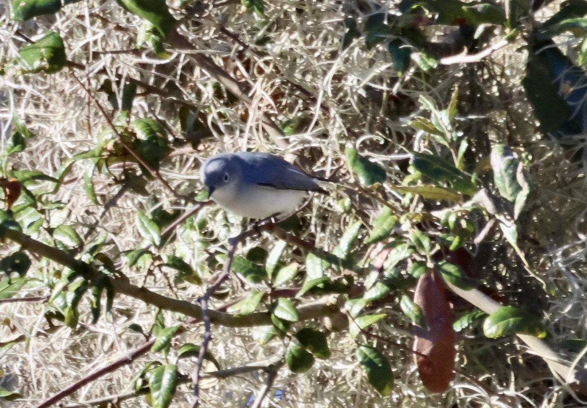 Blue-gray Gnatcatcher - ML646862400