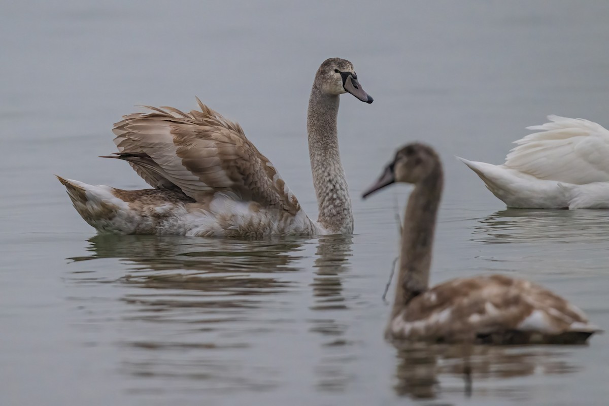 Лебідь-шипун - ML646862401