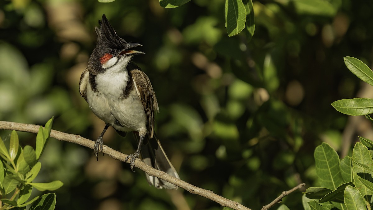 Bulbul Orfeo - ML646862405