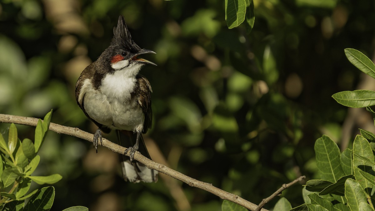 Bulbul Orfeo - ML646862407