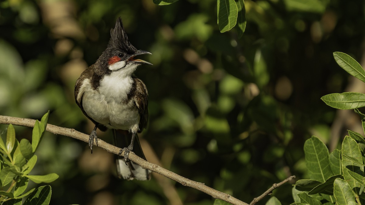 Bulbul Orfeo - ML646862408