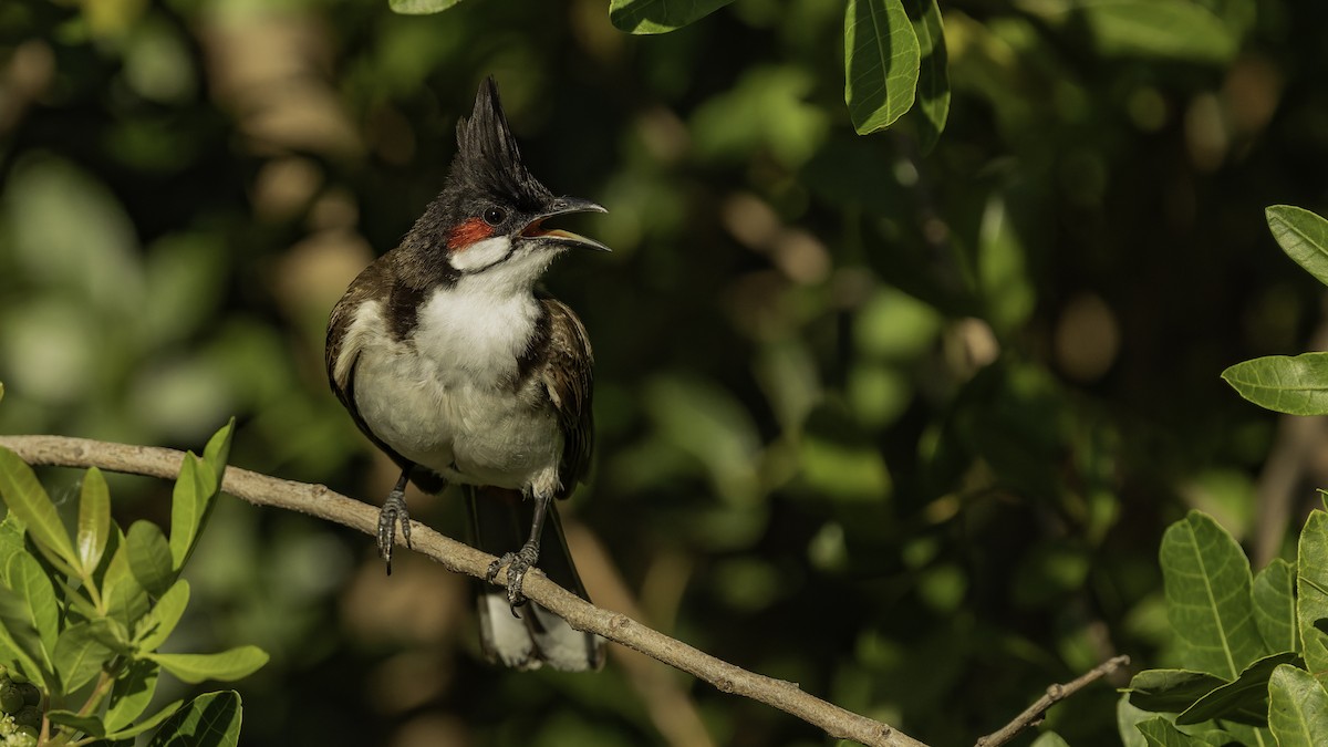 Bulbul Orfeo - ML646862409