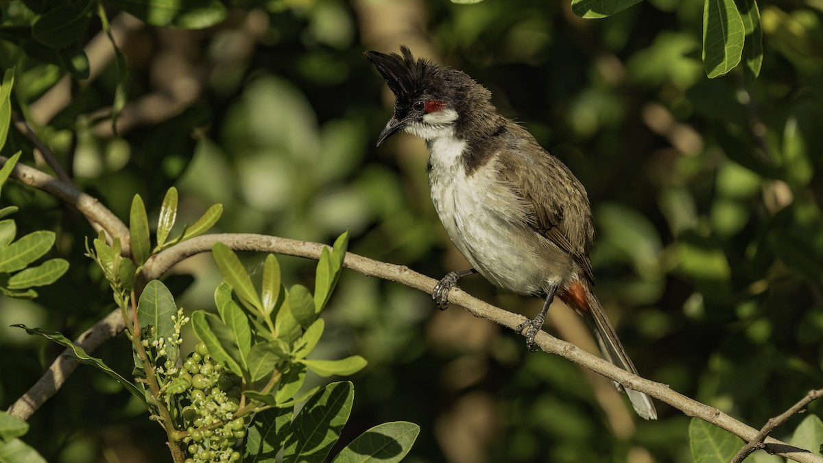 Bulbul Orfeo - ML646862410