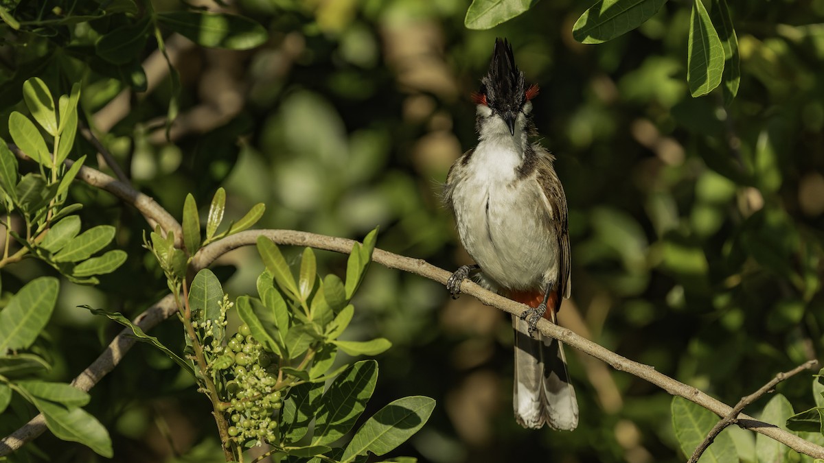 Bulbul Orfeo - ML646862411