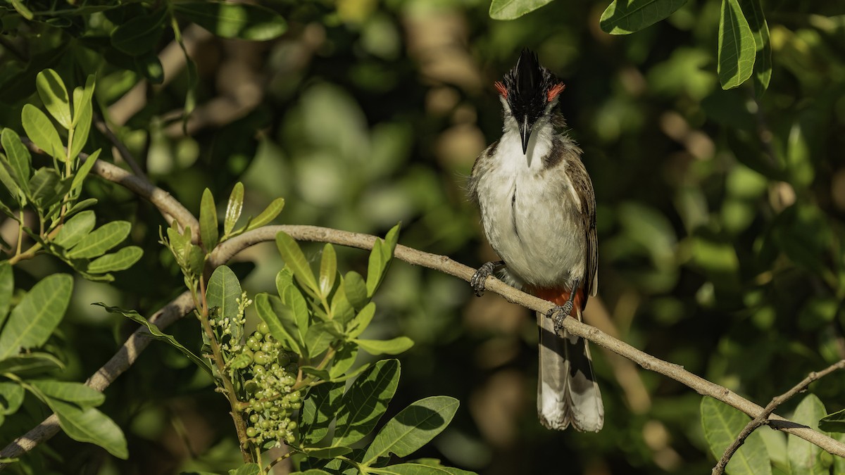 Bulbul Orfeo - ML646862412
