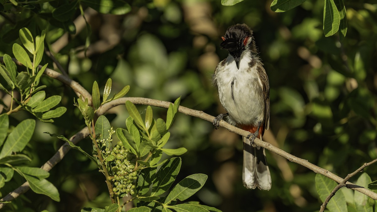 Bulbul Orfeo - ML646862413