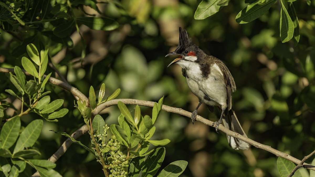 Bulbul Orfeo - ML646862414