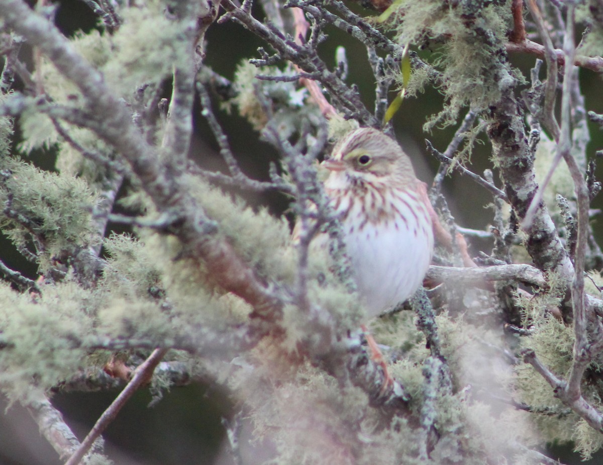 Savannah Sparrow (Ipswich) - ML646862415