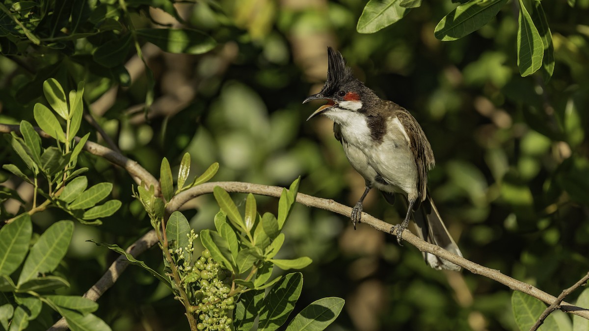 Bulbul Orfeo - ML646862416