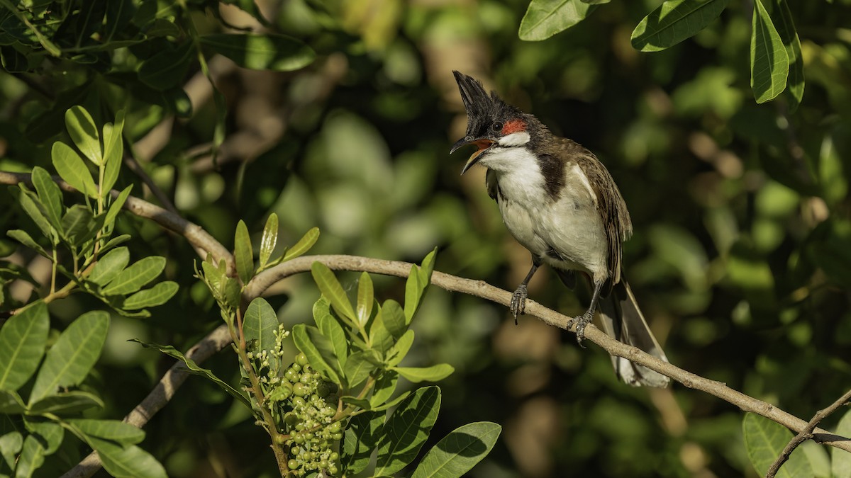 Bulbul Orfeo - ML646862417