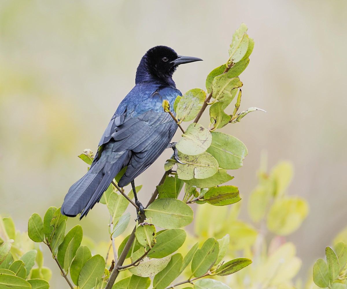 båtstjerttrupial - ML646862418