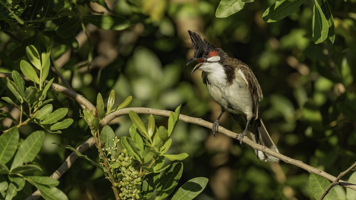Bulbul Orfeo - ML646862420