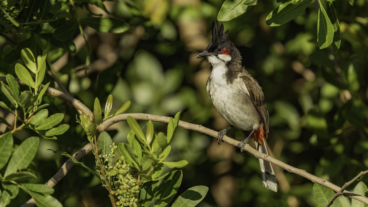 Bulbul Orfeo - ML646862421