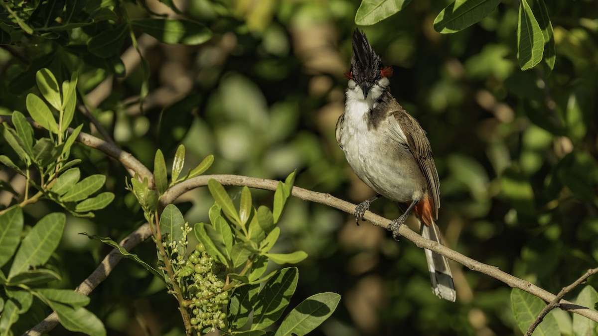 Bulbul Orfeo - ML646862422