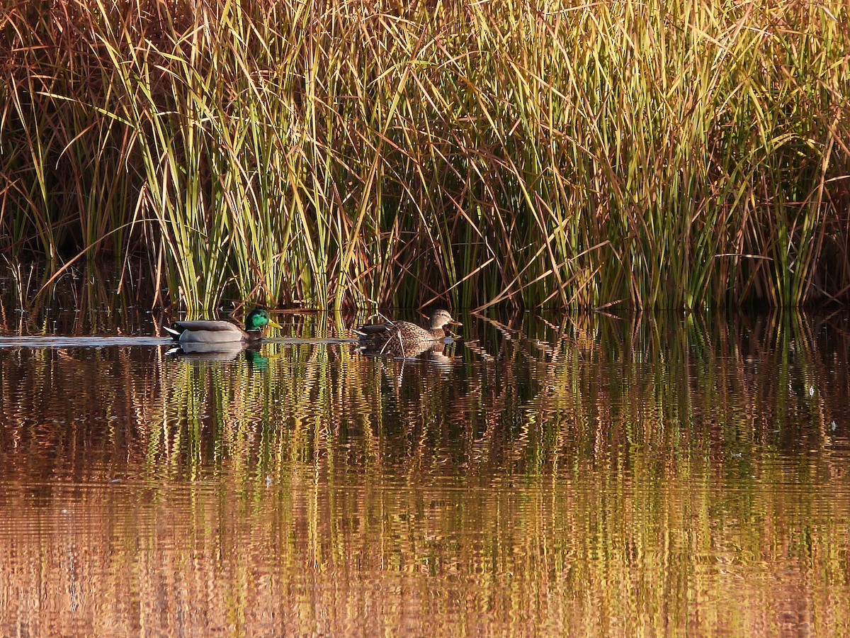 Germano reale - ML646862424