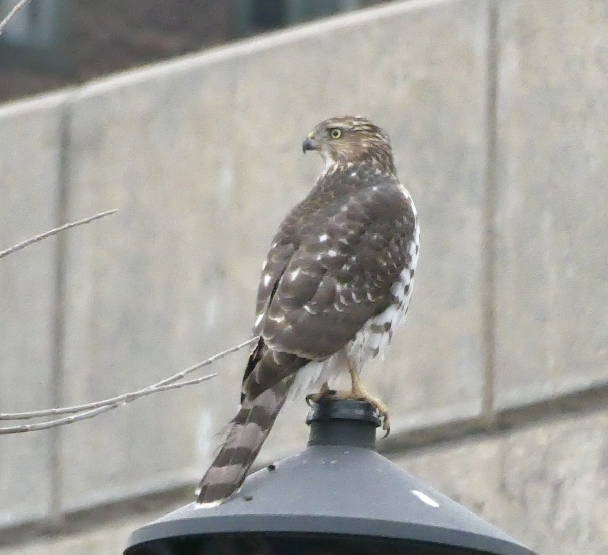 Cooper's Hawk - ML646862425
