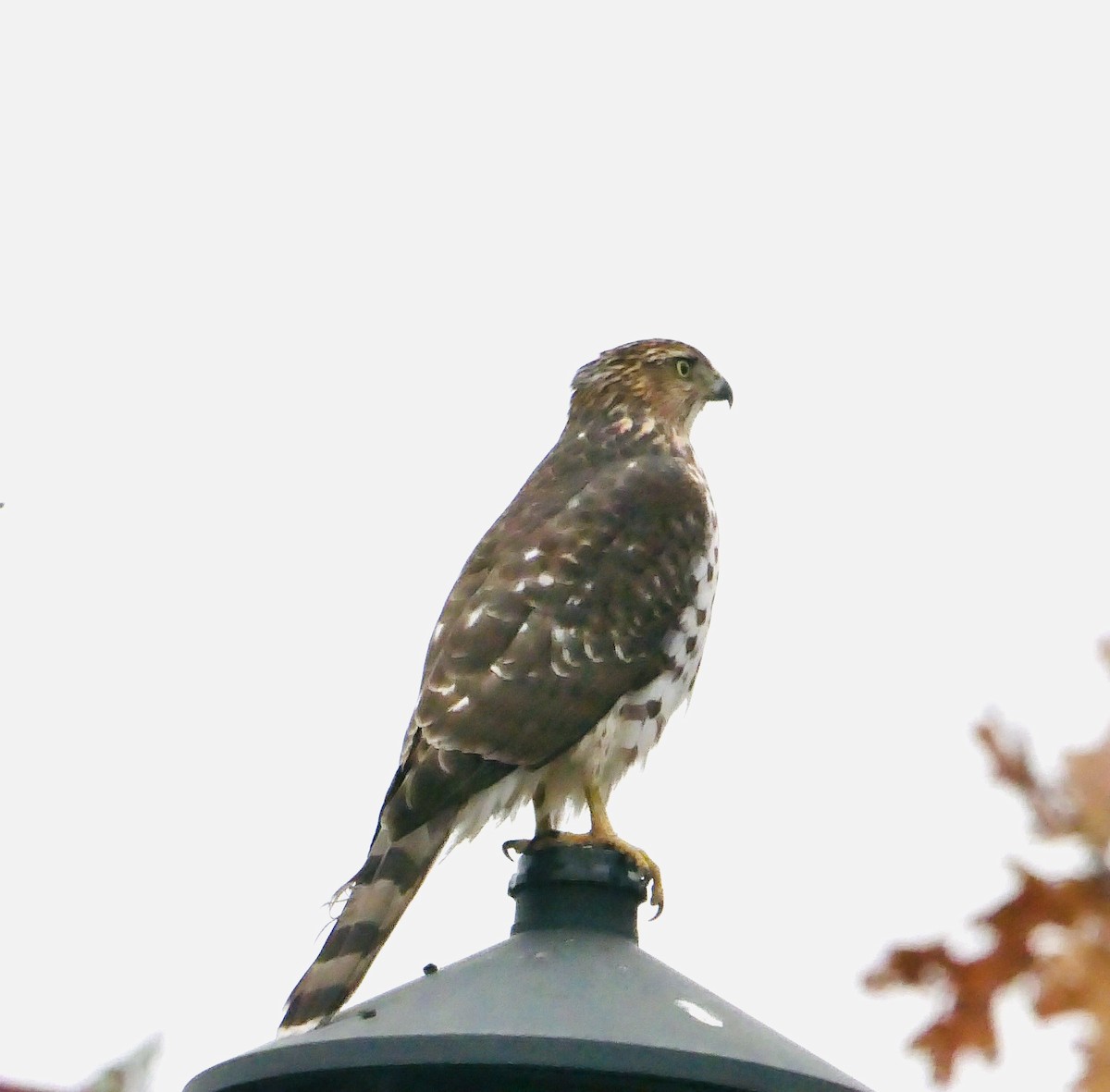 Cooper's Hawk - ML646862426