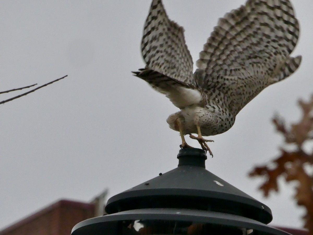 Cooper's Hawk - ML646862427