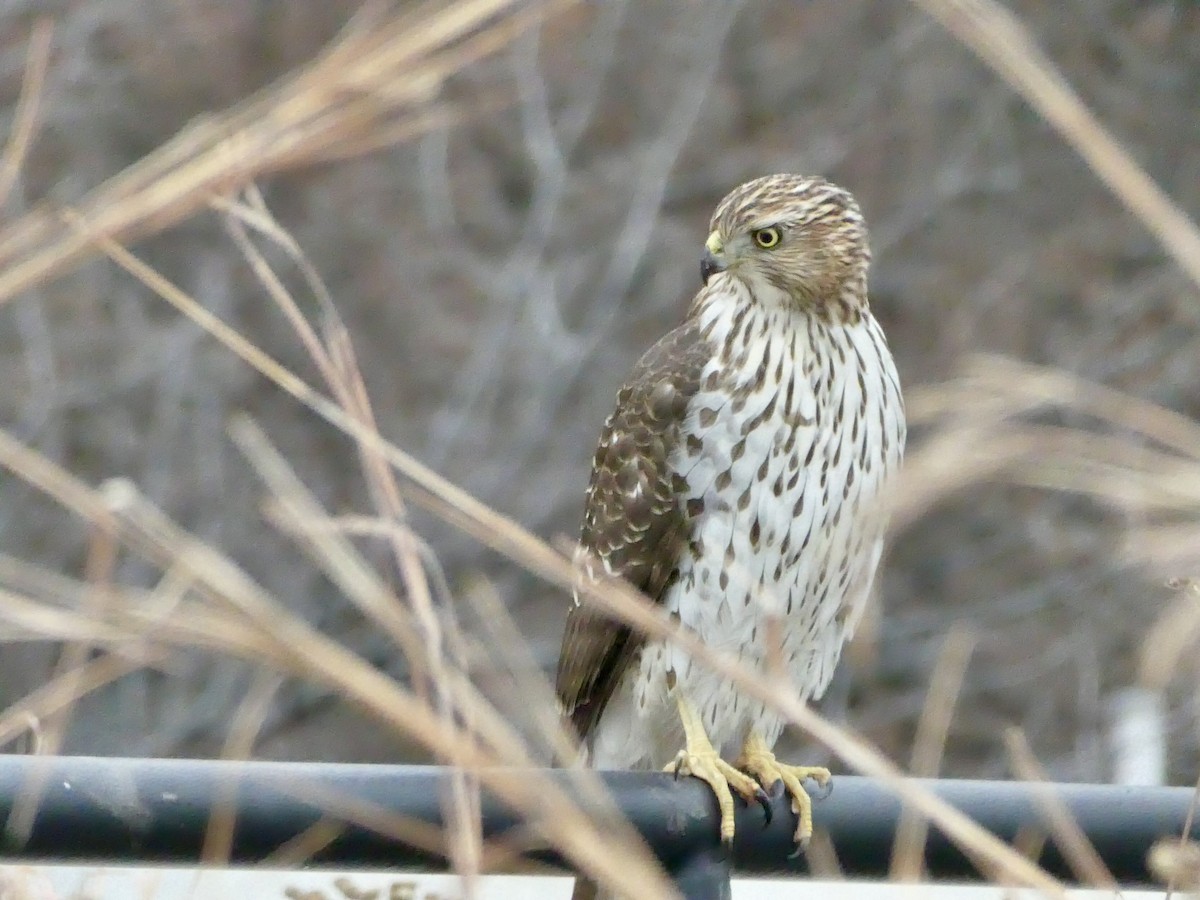 Cooper's Hawk - ML646862428