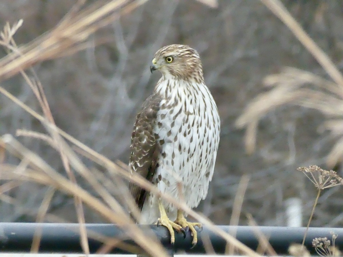 Cooper's Hawk - ML646862429