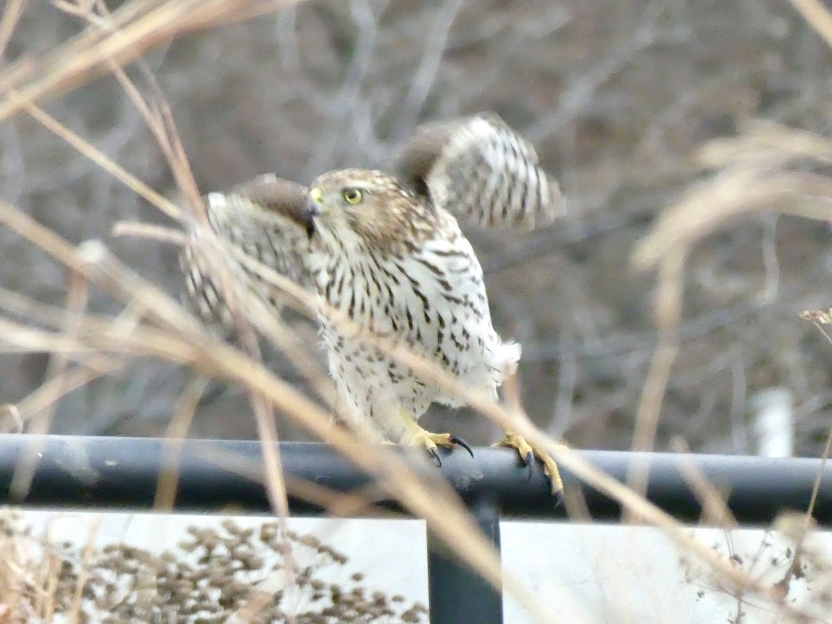 Cooper's Hawk - ML646862430