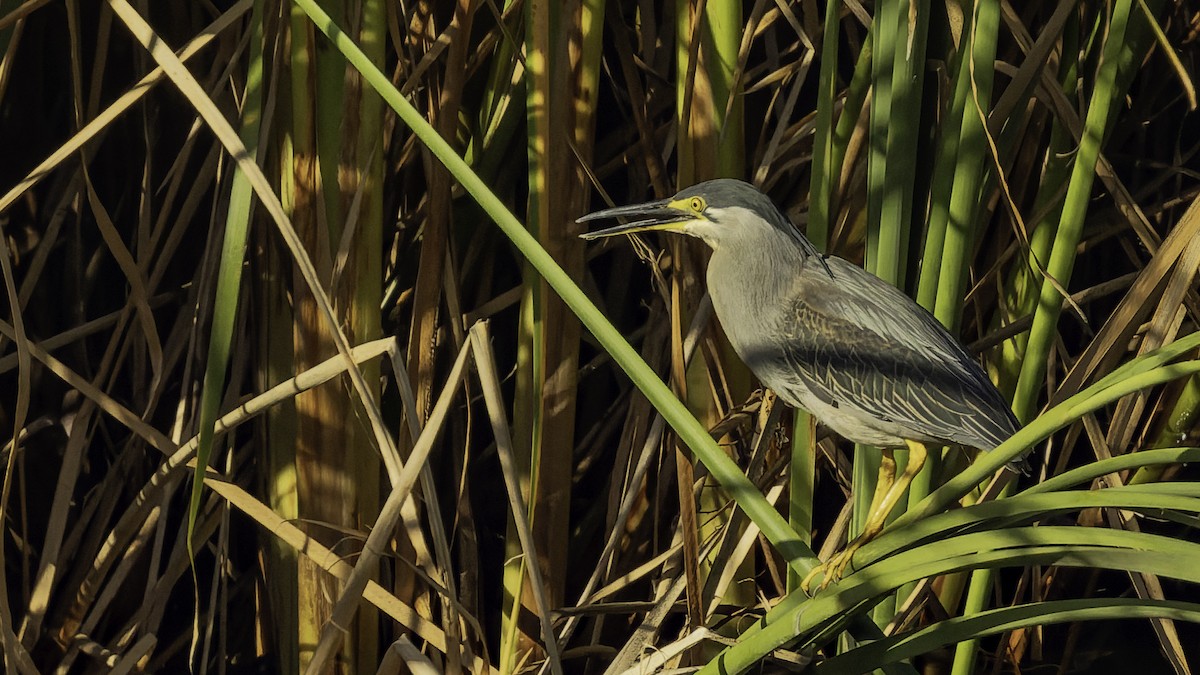 Garcilla Menor - ML646862432