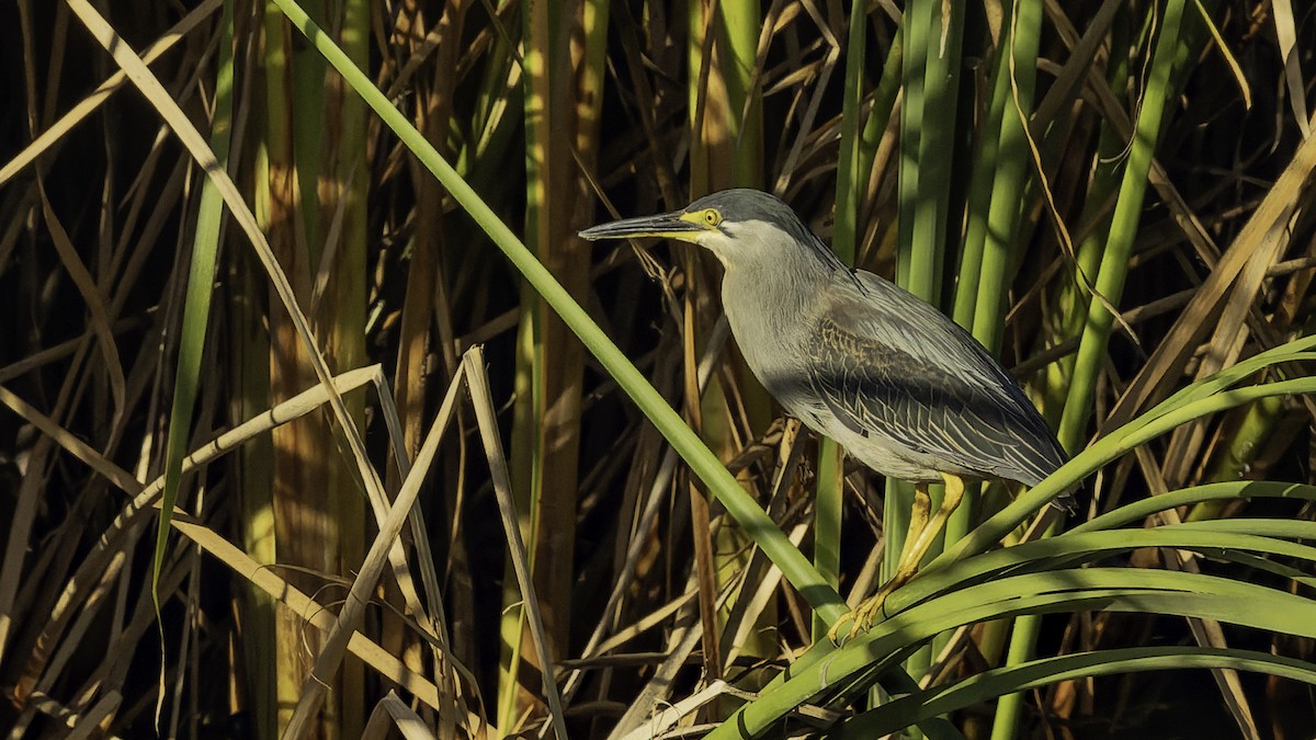Garcilla Menor - ML646862433
