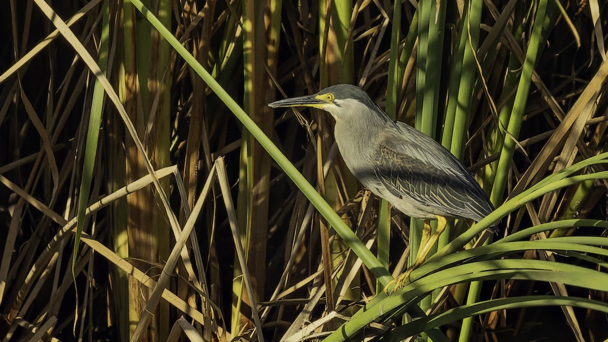 Garcilla Menor - ML646862434