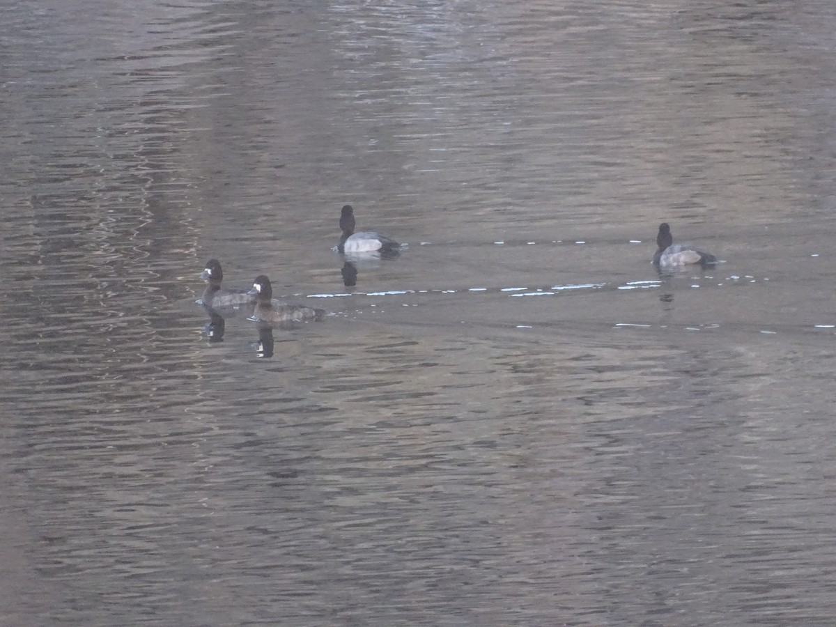 purpurhodeand - ML646862440