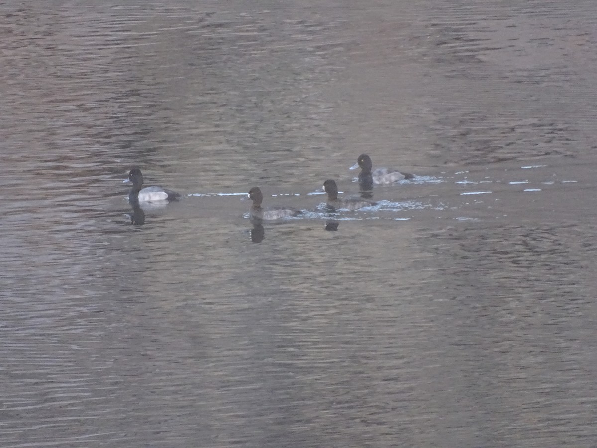 purpurhodeand - ML646862441